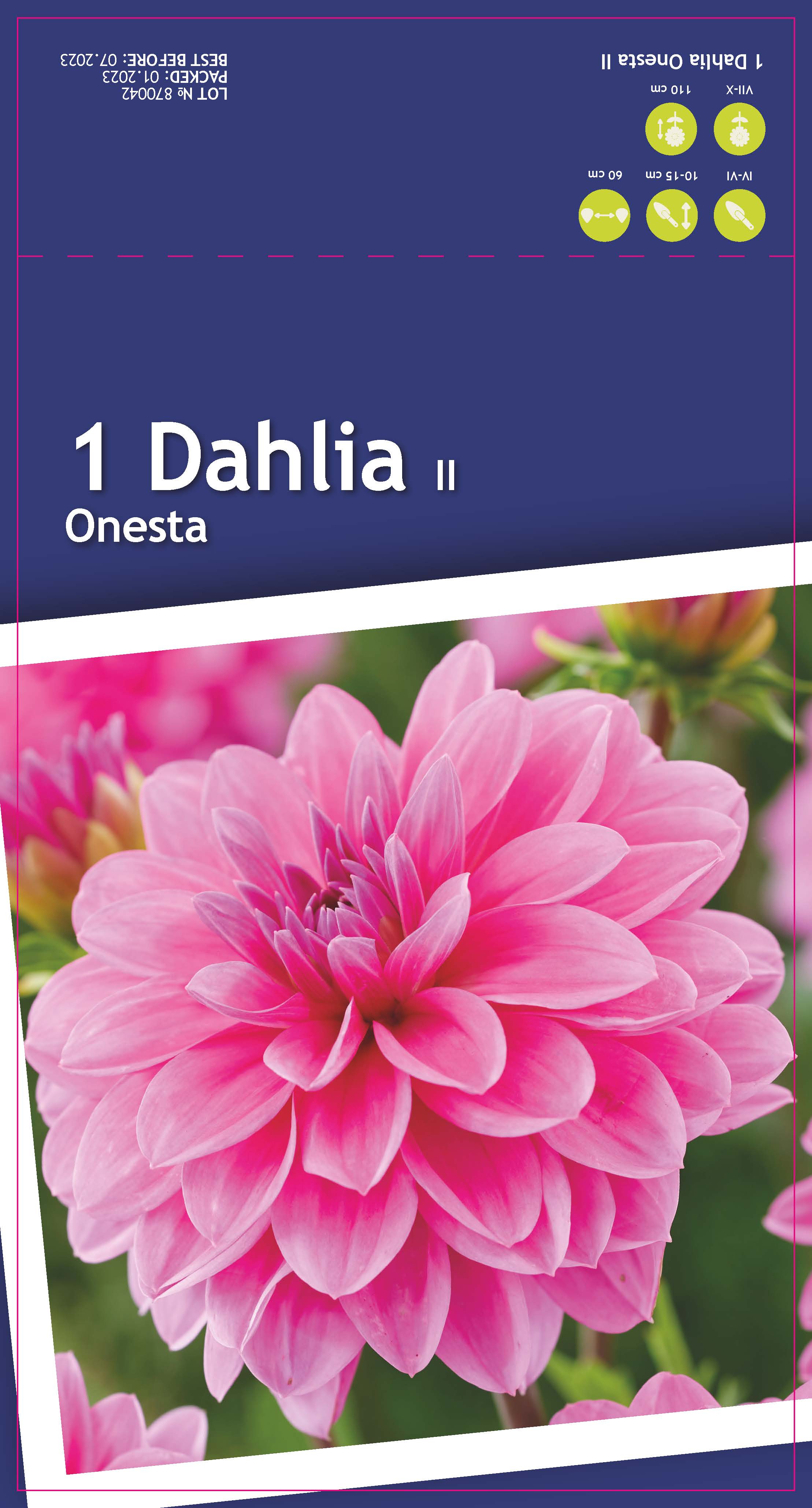 Георгина декоративная Онеста